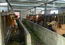 CORFOGA advierte sobre posible pérdida de ganado y afectación en la reproducción de animales por fenómeno de El Niño