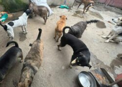 Reportaje Especial: ¿Funcionaron los cambios a Ley de Bienestar Animal a casi una década de su aprobación?