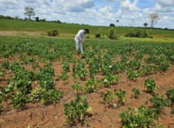 ¿Está afectando el Fenómeno de El Niño al sector agro? Esto dice el ministro de Agricultura