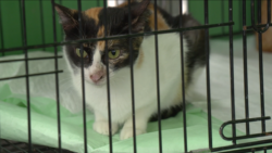 Casi el 26% de hogares costarricenses posee al menos un gato: crece tenencia en el país