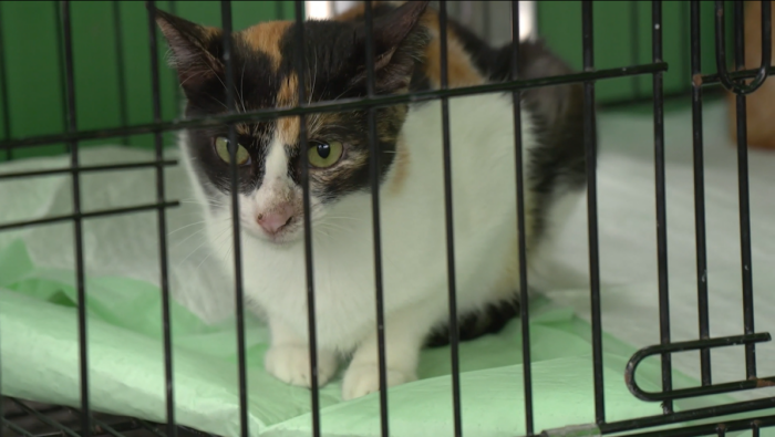 Casi el 26% de hogares costarricenses posee al menos un gato: crece tenencia en el país