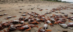 Expertos atribuyen muerte masiva de cangrejos en Guanacaste a calentamiento del mar