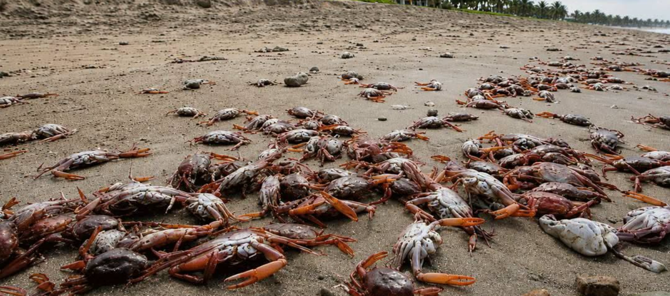 Expertos atribuyen muerte masiva de cangrejos en Guanacaste a calentamiento del mar