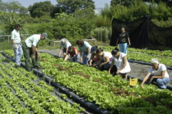 Casi la mitad de personas que trabajan en el agro tiene un empleo informal