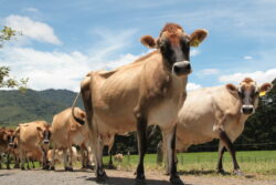 Ganaderos movilizan animales hacia zonas con mayor disponibilidad de alimento ante condiciones climáticas