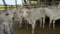 8 de cada 10 animales están ‘areteados’ a días de que empiece a regir decreto de trazabilidad bovina