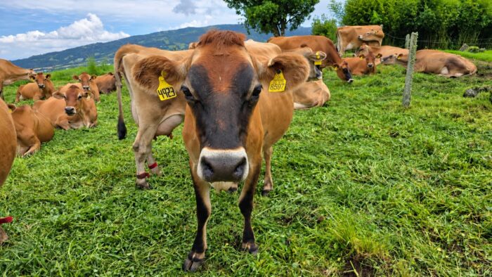 SENASA contabiliza 94% de animales ‘areteados’ previo a entrada en vigencia de decreto la próxima semana