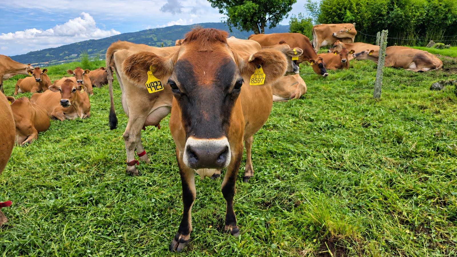 SENASA contabiliza 94% de animales ‘areteados’ previo a entrada en vigencia de decreto la próxima semana