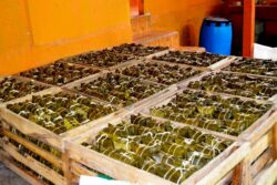 Expo Tamal espera recibir a 20 mil visitantes en Aserrí con gastronomía, conciertos y actividades familiares