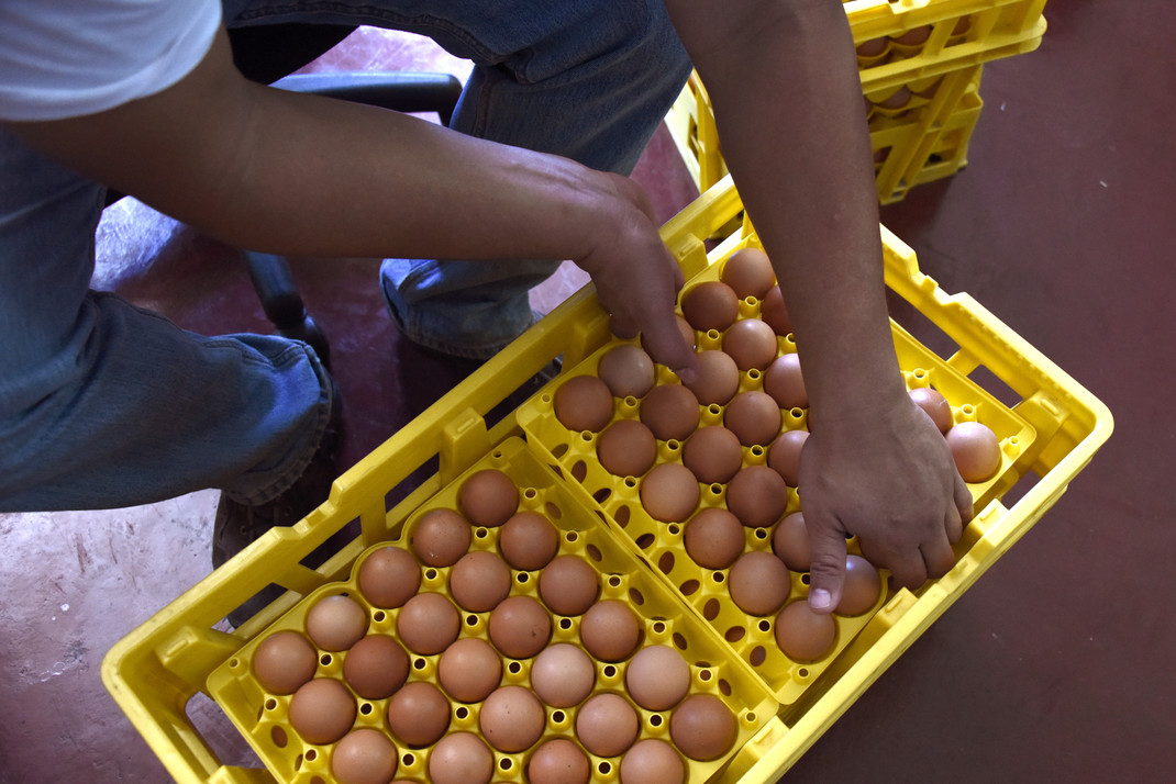 Precio del huevo aumentó 18% en setiembre tras varios meses de caída por sobreproducción